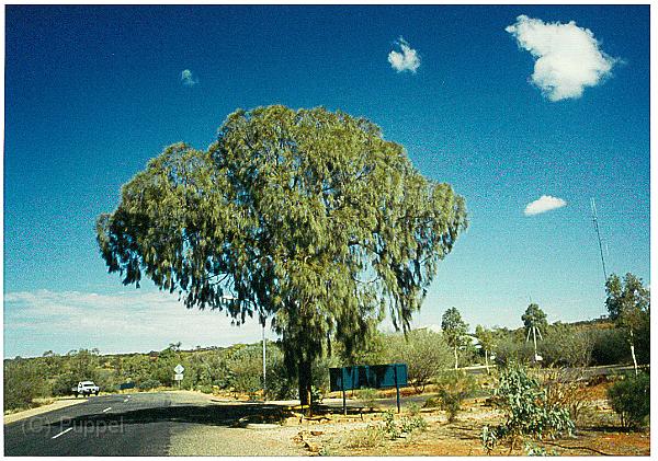 Australien 1998 D1960_s.jpg